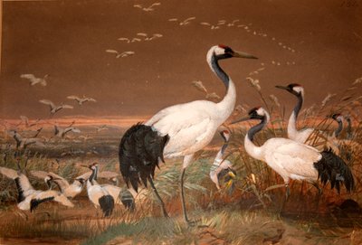 Manchurian Crane (Grus viridirostris), c.1851-76 by Joseph Wolf